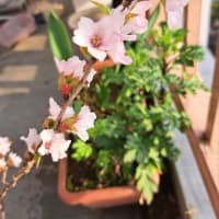ベランダの桜