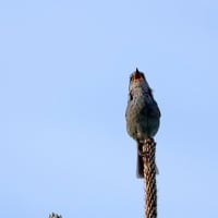 05/29探鳥記録写真-2：はまゆう公園の鳥たち（ガビチョウ、ウグイス、ホオジロ、カワラヒワ、）