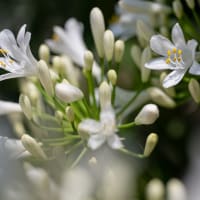 白花の紫君子蘭