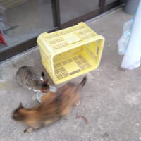 我が家に居ついた猫たち　その１