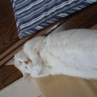 寝姿コレクション