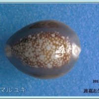 ハナマルユキ