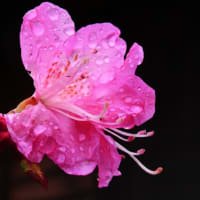 ご近所で一斉に春の花が