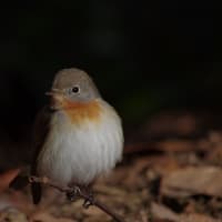 フリー素材 ： 野鳥 ・ 翡翠　　於大公園のニシオジロビタキ