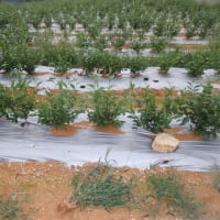 　夕方雷から雨　野菜収穫5種類　ピーマン初収穫