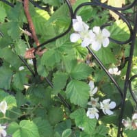 ブラックベリーの花