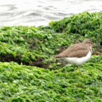 06/09探鳥記録写真：遠賀川河口の鳥たち（イソシギ三昧、）