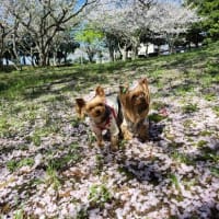 桜とルカルナちゃん
