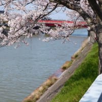 射水市下条川の桜
