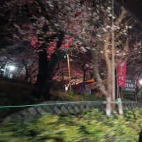 桜ドライブ