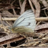 カタクリの里