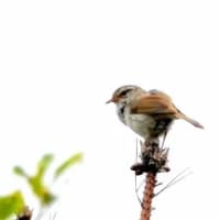 06/29探鳥記録写真：２０２５年５月に出会った鳥たち①