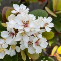 街路樹の間に植栽された「シャリンバイ」が白い花を！！