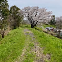 2025年お花見