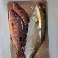 ルアー釣果　7月6日(日)