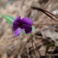 花の三ノ峠山歩き(04)　2025/04/19