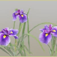 花菖蒲が咲き出した②