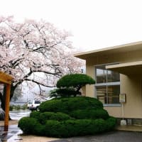 安野駅周辺の桜