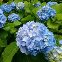晴れると夏