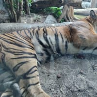 適切に睡眠が取れているだろうか？