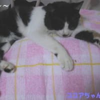 部屋の片付けを心配そうに見てます