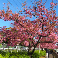 東京・木場の河津桜～都立木場公園東側を流れる「大横川」沿いの散歩道～