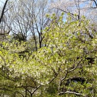 Fri '24/04/26 蔵王山麓蓬莱植物園は春爛漫😃