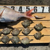 11.19 (火)　釣果