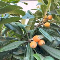 寝顔が可愛いラブ君