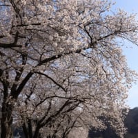 　　　　　　　　　　　　　　　　　見事な桜