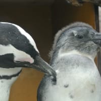 ペンギンの親子