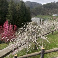 花モモが満開です！コゴミ、タラの芽、りんご、お月様