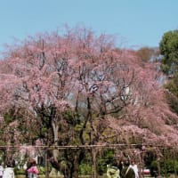 桜の記憶・六義園