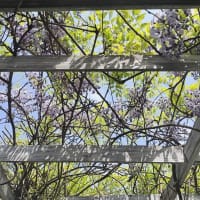雑貨市場は土曜日と日曜日もオープン☆藤の花の香りに癒されて(ㅅ˃̶͈ᴗ˂̶͈⑅)Нαρργஐ:*ஐ