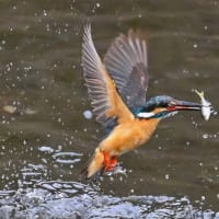 14/Jul   蓮花と八重山吹とムクゲと野良ニャンコとカワセミ