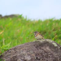 美ヶ原高原行ってきた　その6（生き物たち）