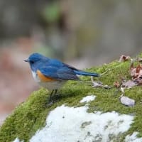 06/20探鳥記録写真：２０２５年１月に出会った鳥たち①
