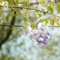 花の咲く頃