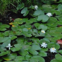 多摩川台公園あじさい園　　水生植物園の木道とハンゲショウと睡蓮　　　　10