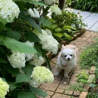 白い花と白い犬