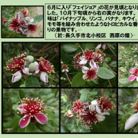 フェイジョアの花
