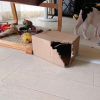 ダンボール遊び
