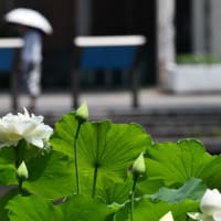 投稿して、10年　　2025 10 01終了します。