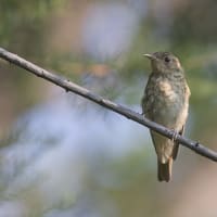 キビタキ幼鳥