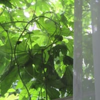 今年の夏は一段と厳しい、と毎年思う