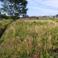 家庭菜園。２０２５ー１６