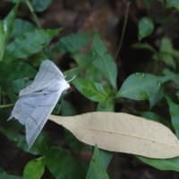 ウスキツバメエダシャク