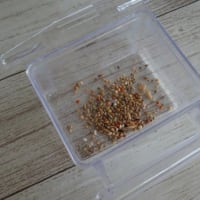 人もインコもダイエットは大変…