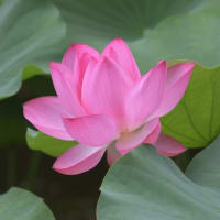 白鳥庭園の睡蓮・蓮の花-2