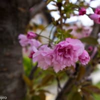 桜の続き、、